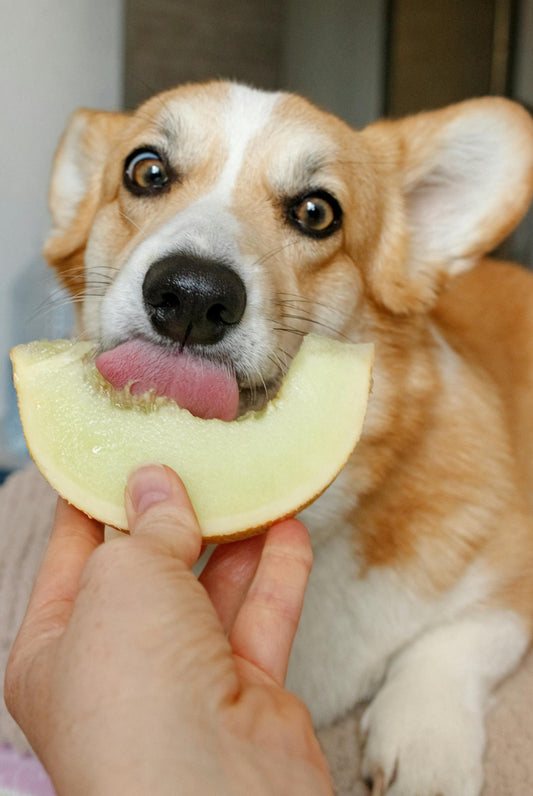 Feeding your dog a fresh food diet