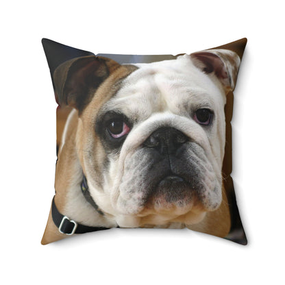 English Bull Dog Square Pillow