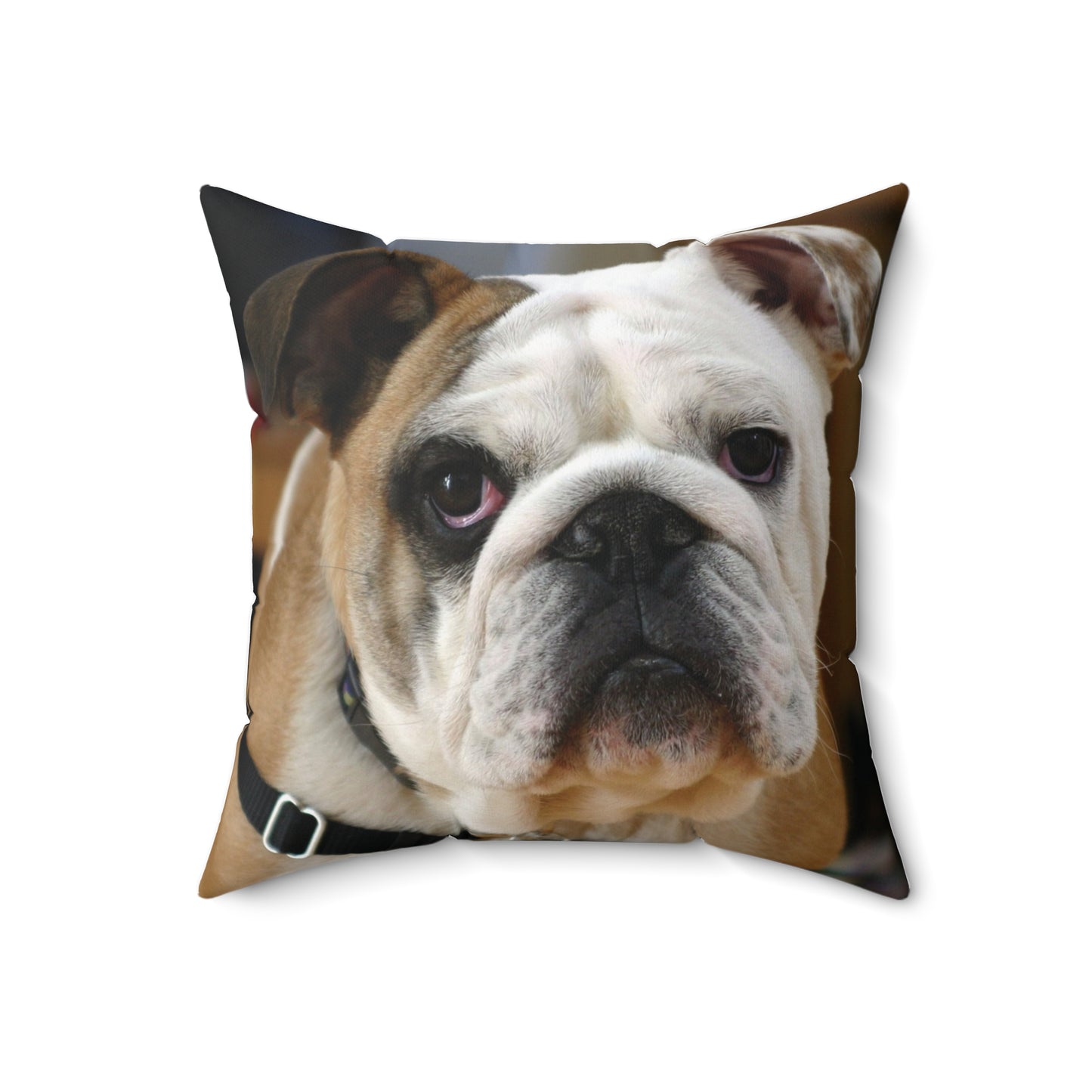 English Bull Dog Square Pillow