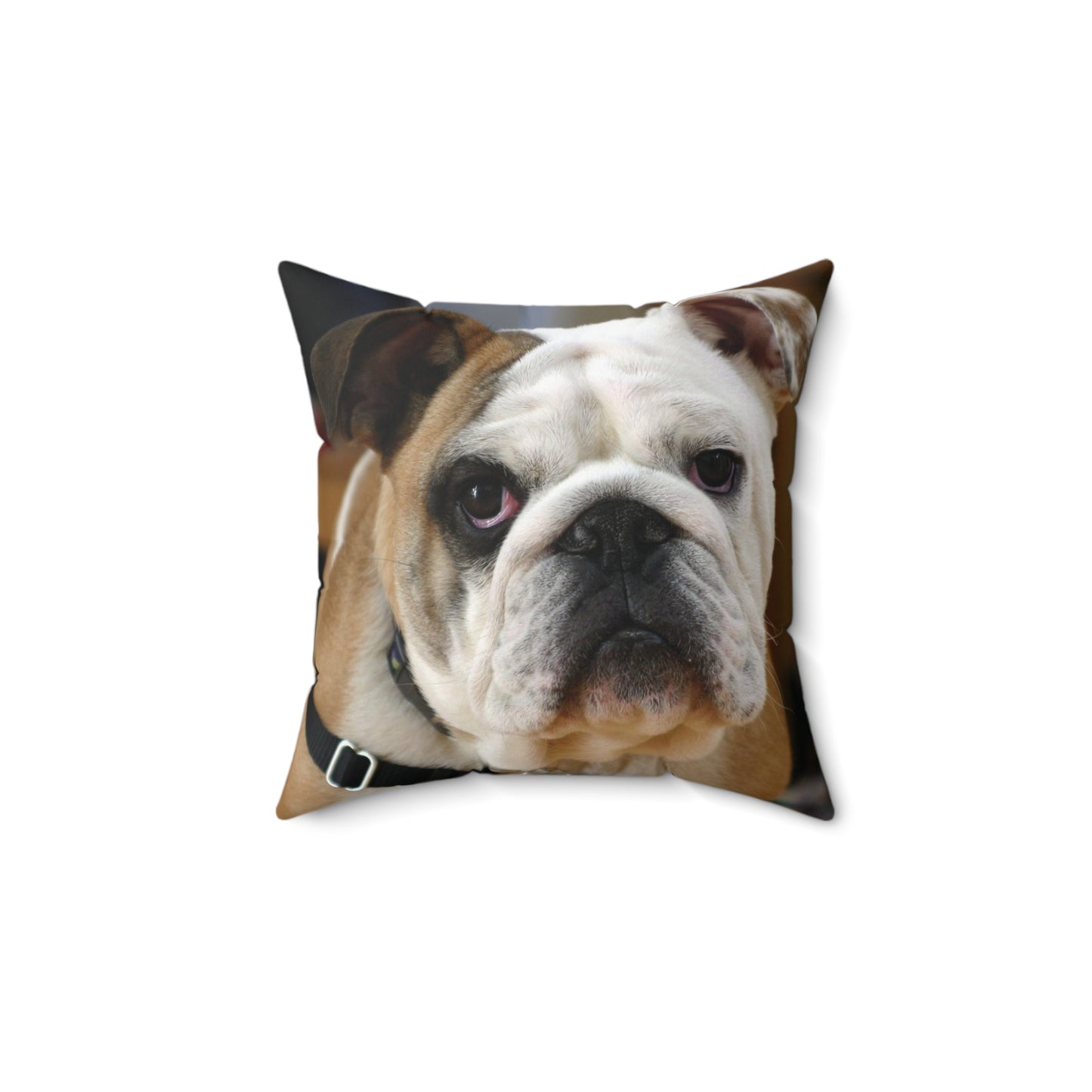 English Bull Dog Square Pillow